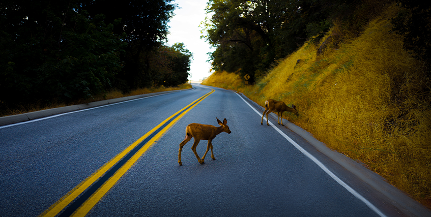 Rehe auf der Landstraße